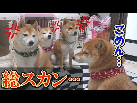 弟と妹の気持ちも考えず、自己中な行動をとった兄柴犬に天罰が下りました・・・ サムネイル