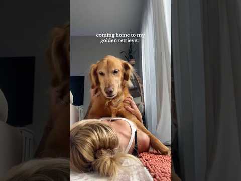 coming home to my golden retriever🥵 goldenretreiver dog ind… サムネイル