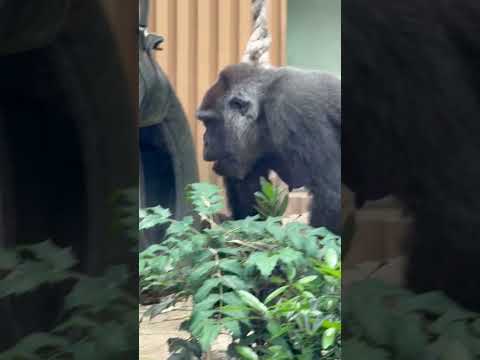 shorts 手乗り息子⁈🤭　ニシゴリラ　京都市動物園にて　2026年6月14日