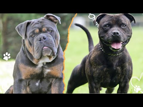 Who Is The Real Bulldog サムネイル