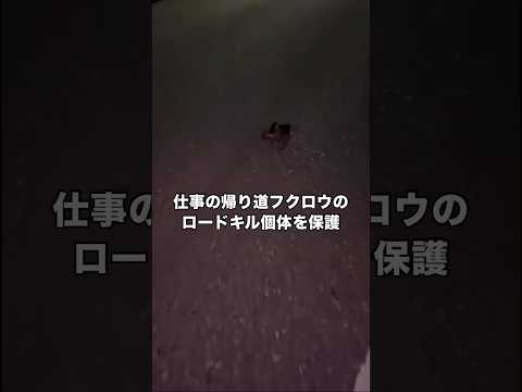 仕事を終え帰宅途中に道路に落ちていた何かに気づき近づくと。 リュウキュウアオバズクフクロウ 絶滅危惧種 shorts サムネイル