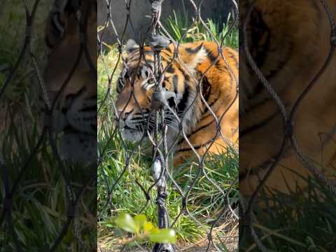 shorts マクムルさんアロナくんきょうだい　スマトラトラ　　東山動植物園にて　2026年3月14日