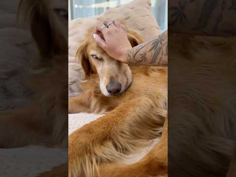 coming home to my golden retriever🥵goldenretreivers  dog pu… サムネイル