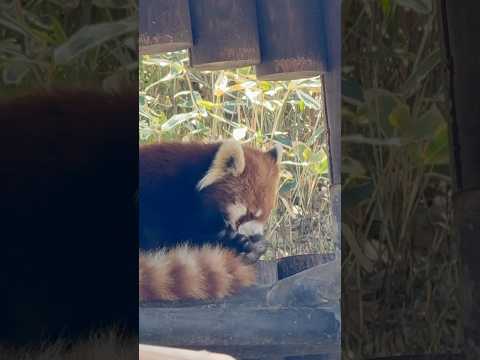 shorts 円実ちゃんはお顔のマッサージ中〜☺️ レッサーパンダ　大森山動物園にて　2026年4月29日