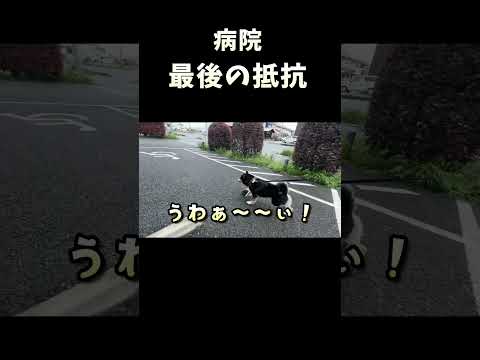 病院最後の抵抗 サムネイル