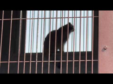 タッと窓辺へ　エルくんとミーニャちゃんの息子たち　マヌルネコ　東山動植物園にて　2026年3月13日 サムネイル