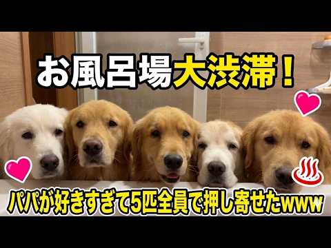 【大惨事】パパがお風呂に入ったら、大型犬5匹が一斉に押し寄せてきましたwww サムネイル
