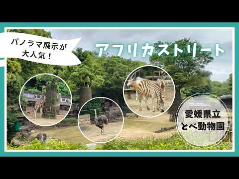【愛媛県立とべ動物園】パノラマ展示が大人気!アフリカストリート🦒🦓✨