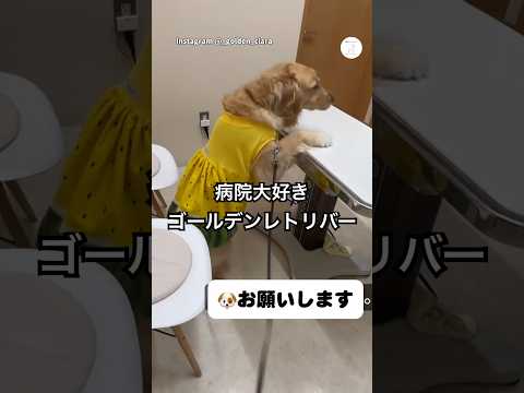 病院が大好き‼注射の時も尻尾ぶんぶんのゴールデンレトリバー　ゴールデンレトリバー 大型犬　犬　いぬ　犬のいる暮らし サムネイル