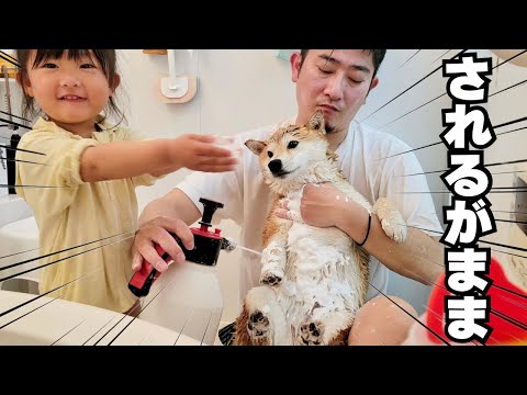 生まれて初めて2歳の娘が、柴犬とお風呂に入ったらされるがままで可愛すぎた サムネイル
