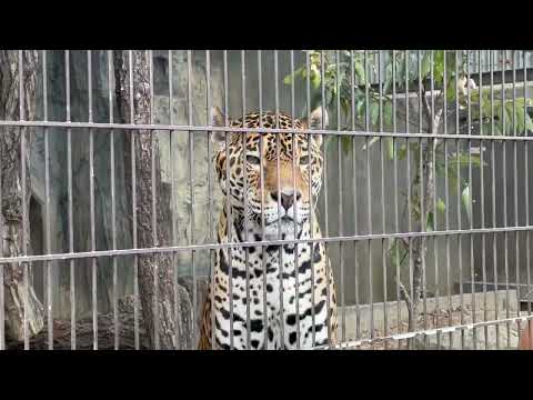 ジャガーのアスカくん😊長生きしてネェ😊　東山動植物園にて　2026年3月13日