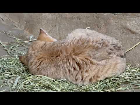 おやすみジャミールさん💤　スナネコ　那須どうぶつ王国にて　2026年3月27日 サムネイル