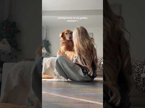 coming home to my golden retriever🥵 goldenretreiver dog ind… サムネイル