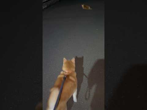 柴犬福 猫と会った時の柴犬🤣Shiba and Cat😍cat shorts 柴犬 shibainu japanese… サムネイル