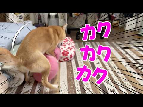 【注：女の子です】ヒート到来で激しさ増し増し？？柴犬小夏 サムネイル