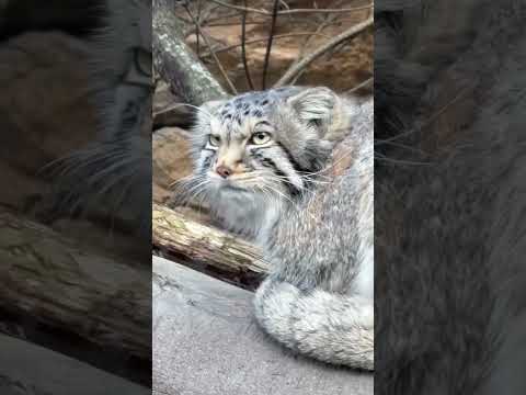 shorts チッポの先もナイナイ☺️ナゴムくん　マヌルネコ　那須どうぶつ王国にて　2026年4月11日 サムネイル