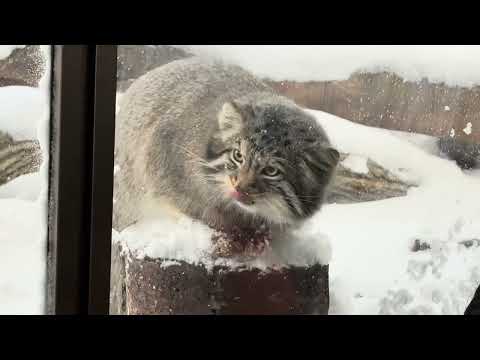 ナゴムくんのオニク時間(午前) マヌルネコ　那須どうぶつ王国にて　2026年1月12日 サムネイル