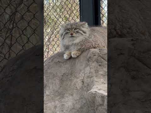 shorts 牛コーナーをお掃除する様子を見ているオリーヴァちゃん　マヌルネコ　埼玉県こども動物自然公園にて　2026…