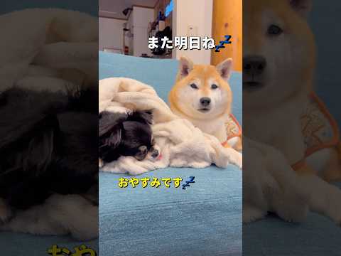 活動限界🐶💤柴犬 チワワ shorts サムネイル