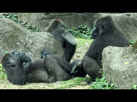 Gorilla Tayari cute interaction with Iriki, cute Ringo,Jaba… サムネイル