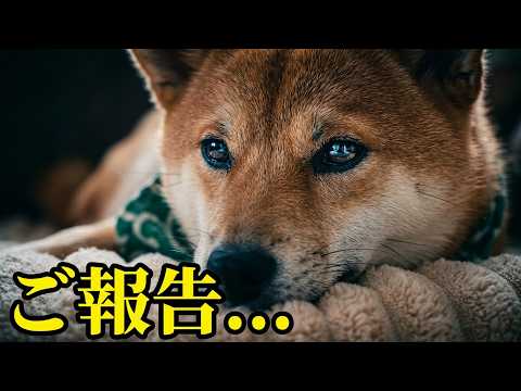 孤立してしまった末っ子柴犬について、お話があります。