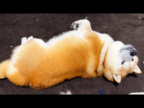 しっぽの謎の毛をひっぱると、ちょっとだけうにょうにょする柴犬 サムネイル