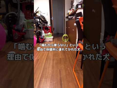 殺処分期限2日前に保健所から引き取った保護犬 保護犬 大型犬 shorts