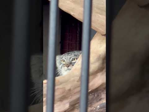 shorts メイちゃんに会えた😭❣️マヌルネコ　ごかつら池どうぶつパークにて　2026年1月24日 サムネイル