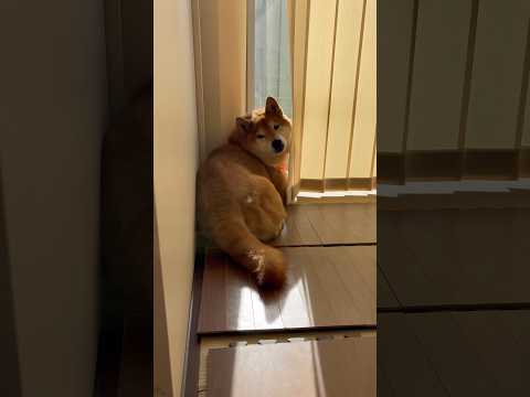 もふもふ警備中👮 柴犬 dog doggie shibainu cutedog もふもふ shiba いぬのきもち し… サムネイル