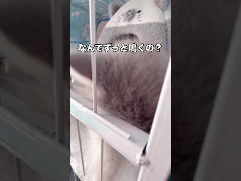 昨日から家に来たばっかりの子猫が泣き止まないんだけど理由も分からなくてどうしたらいいですか？ 子猫 ママ猫 ニャー s… サムネイル