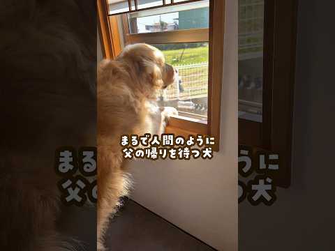 まるで人 ゴールデンレトリバー 大型犬のいる生活 goldenretriever 大型犬と子供