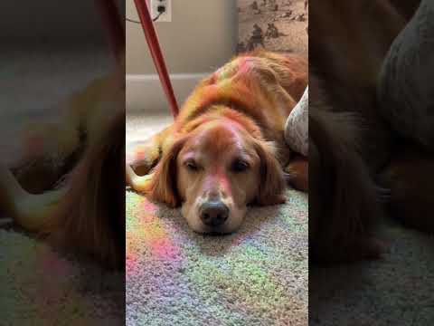 coming home to my golden retriever🥵 goldenretreiver dog ind… サムネイル