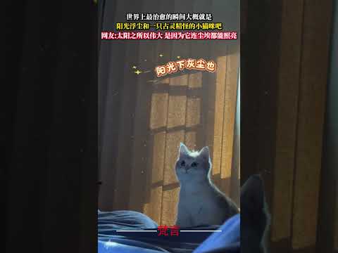 世界上最療癒的瞬間大概就是 陽光浮塵和一隻古靈精怪的小貓咪吧 治愈 貓 可愛 cure cute cat shorts サムネイル
