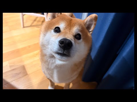 柴犬ハチ家雑談会ではありますが、あの時の話をします サムネイル