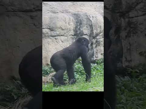 gorilla D'jeeco 27y6m old. dad & son Ringo 4y11m old. short…