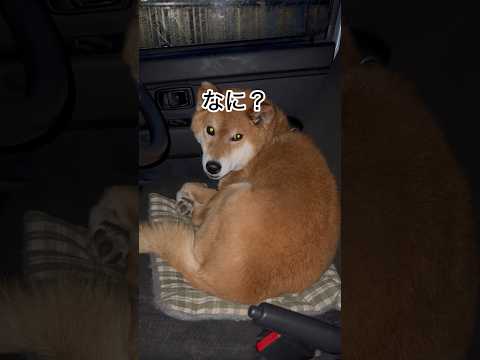 ’26.4.23 力丸の噛む力… 柴犬 shibainu 柴犬のいる暮らし 柴犬の日常 食べる犬 力丸 サムネイル