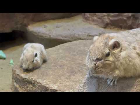 ベビーグンディちゃんと　埼玉県こども動物自然公園にて　2026年3月6日 サムネイル