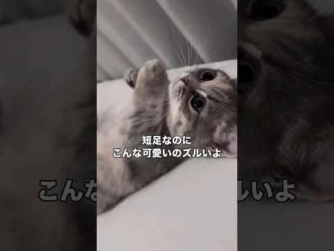 短足でこんなに可愛いと言われる世界線はどこなのだろう 猫 マンチカン 子猫 shorts サムネイル