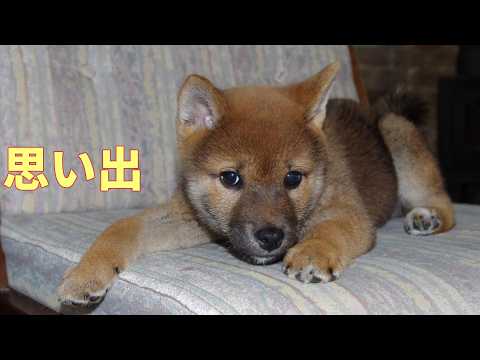 【1085】過去映像：我が家に来る前 サムネイル