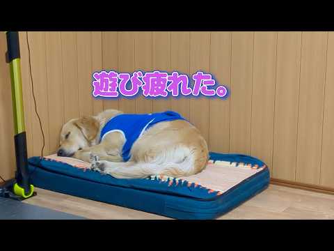 遊び疲れてスヤスヤ眠る姿を見るのが至極の幸せ。ゴールデンレトリバーティト