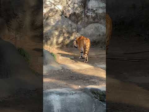 shorts 閉園時間まで担当のソーンさん　アムールトラ　浜松市動物園にて　2026年2月15日 サムネイル