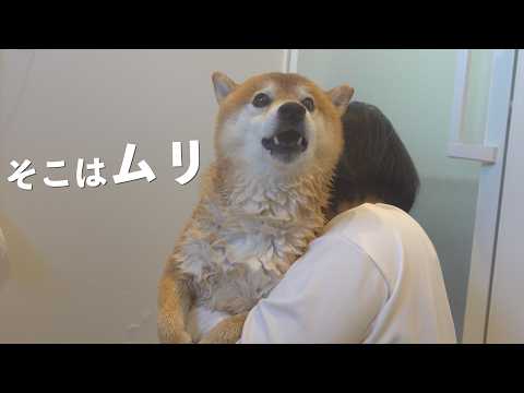 柴犬の一番苦手なところを洗ったら、急に話しかけてきました サムネイル