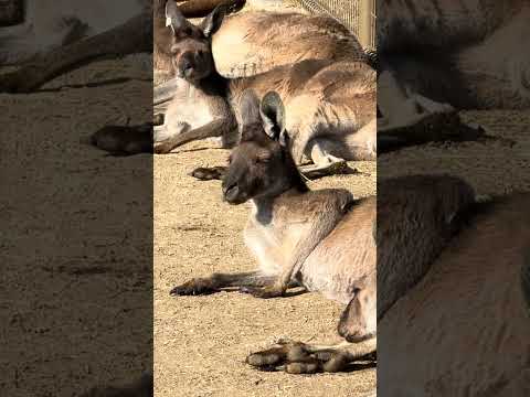 shorts オオカンガルー　ボーイズ　浜松市動物園　2026年2月14日　IMG 8324 サムネイル