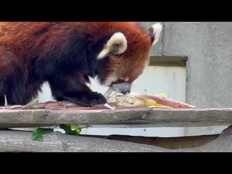 メイタちゃん先生による美味しいタケノコの食べ方🤭　レッサーパンダ　千葉市動物公園にて　2026年5月9日 サムネイル