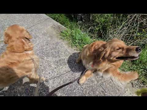 「ほ～～～ホケキョ」鶯が上手に歌う春の里山をゴールデンレトリバーと歩いて通勤 サムネイル