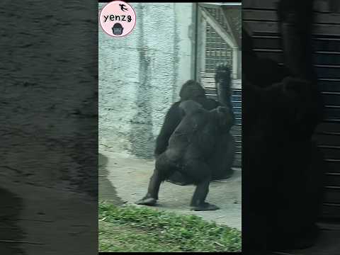 Gorilla pat on mom, so cute💕😆 gorillatag taipeizoo 金剛猩猩 台北市… サムネイル