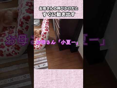 お母さんの呼びかけだと すぐに動き出す サムネイル
