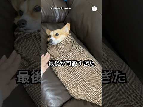 包まれた愛犬、最後の行動が可愛すぎた🐶　　　コーギー　犬　かわいい かわいい犬 犬のいる暮らし サムネイル