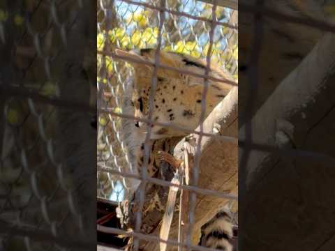 shorts さんだあくんの視線の先はゆいちゃん？　サーバル　のんほいパークにて　2026年4月3日 サムネイル