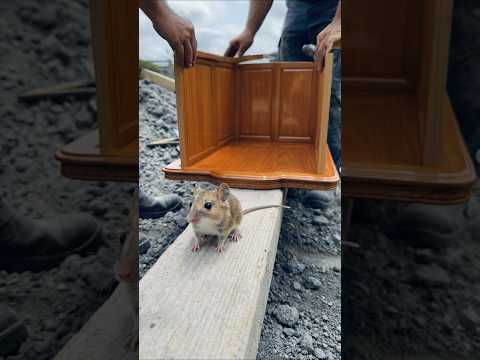 Luxury Mouse House Built Step by Step for a Tiny Baby Mouse… サムネイル